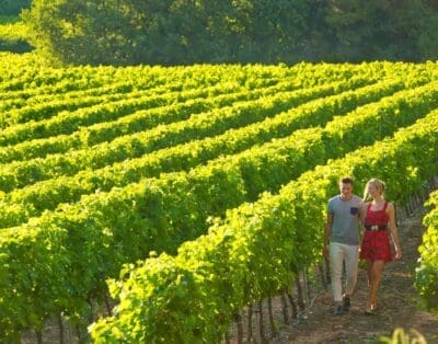 Top Ten Vineyards to Visit in Burgundy