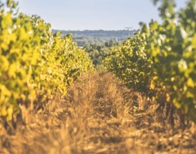 Best Ten Vineyards To Visit In The Loire Valley