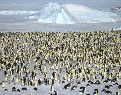 Emperor Penguins South Pole Antarctica Adventure