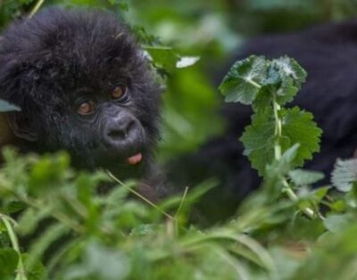 Experience Mountain Gorillas In Their Natural Habitat Safari