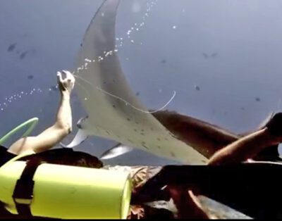 Diver Rescues Manta Ray In The Maldives