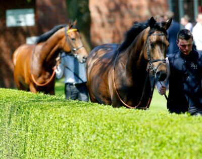 Fancy A Racehorse For Christmas?