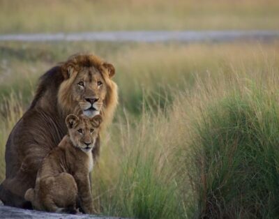 Lady Liuwa The Lion In Liuwa Plain National Park Zambia