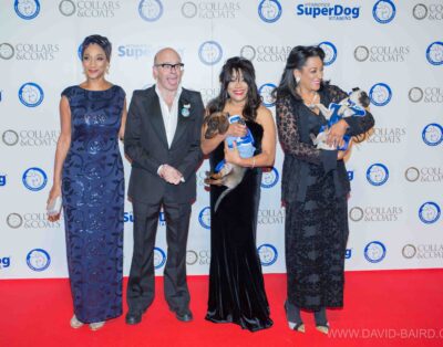 Stars Light Up Red Carpet  Battersea Dogs & Cats Home’s Collars & Coats Gala Ball