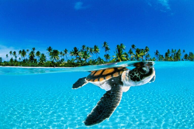 World Turtle Day At The Brando Private Island