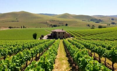 Guia de Viagem de La Rioja – Vinhedos – Degustações de Vinho e Campo